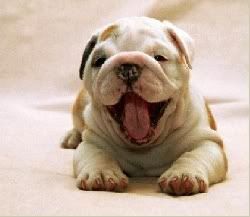 image: smiling_bulldog_puppy