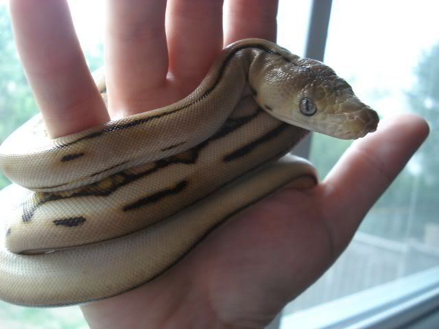 babyretic1.jpg