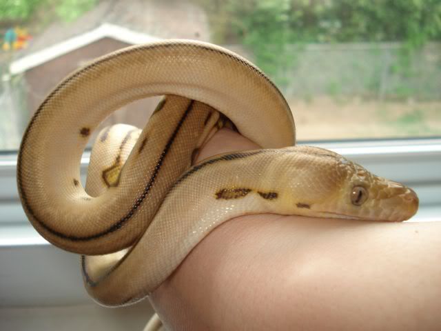 babyretic2.jpg