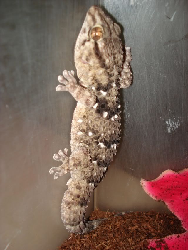 birbongecko.jpg