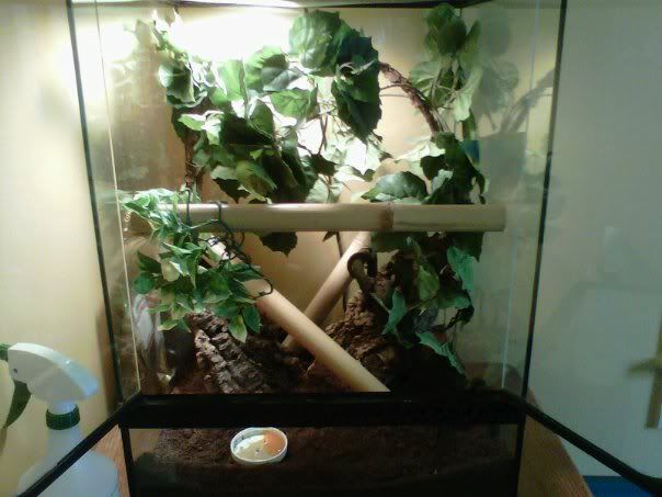 daygeckotank.jpg