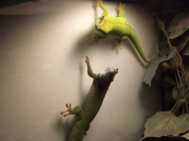 geckos1.jpg