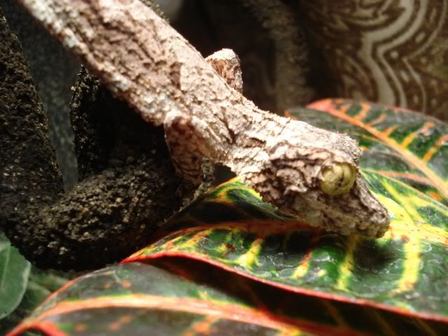 mossy2.jpg