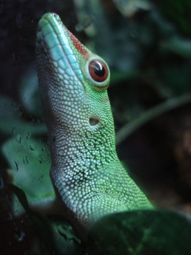 zippy2.jpg