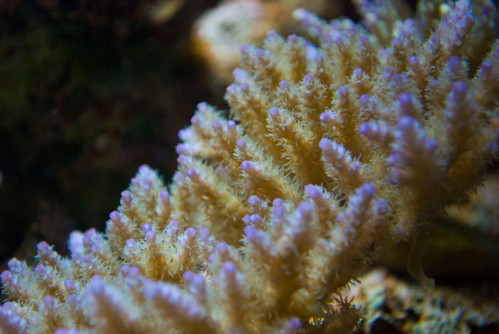 Chips+acropora