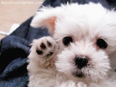 Baby Puppies on Baby Puppies Graphics And Comments