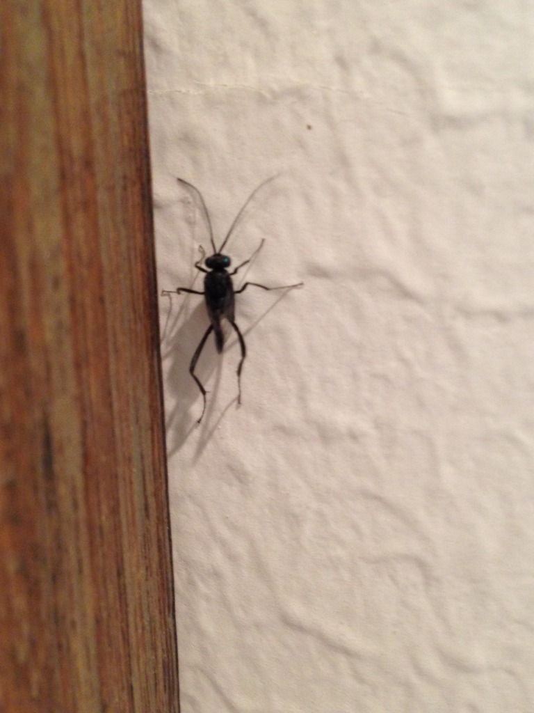 Weird Flying Black Bug - General Houston Discussions - HAIF - Houston's