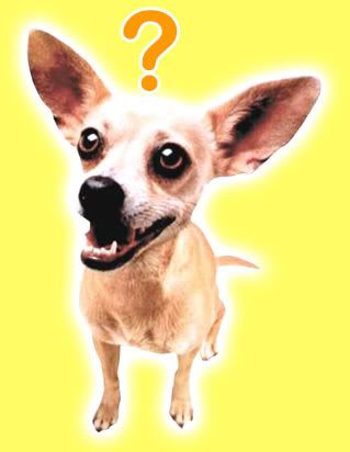 chihuahua Pictures, Images and Photos