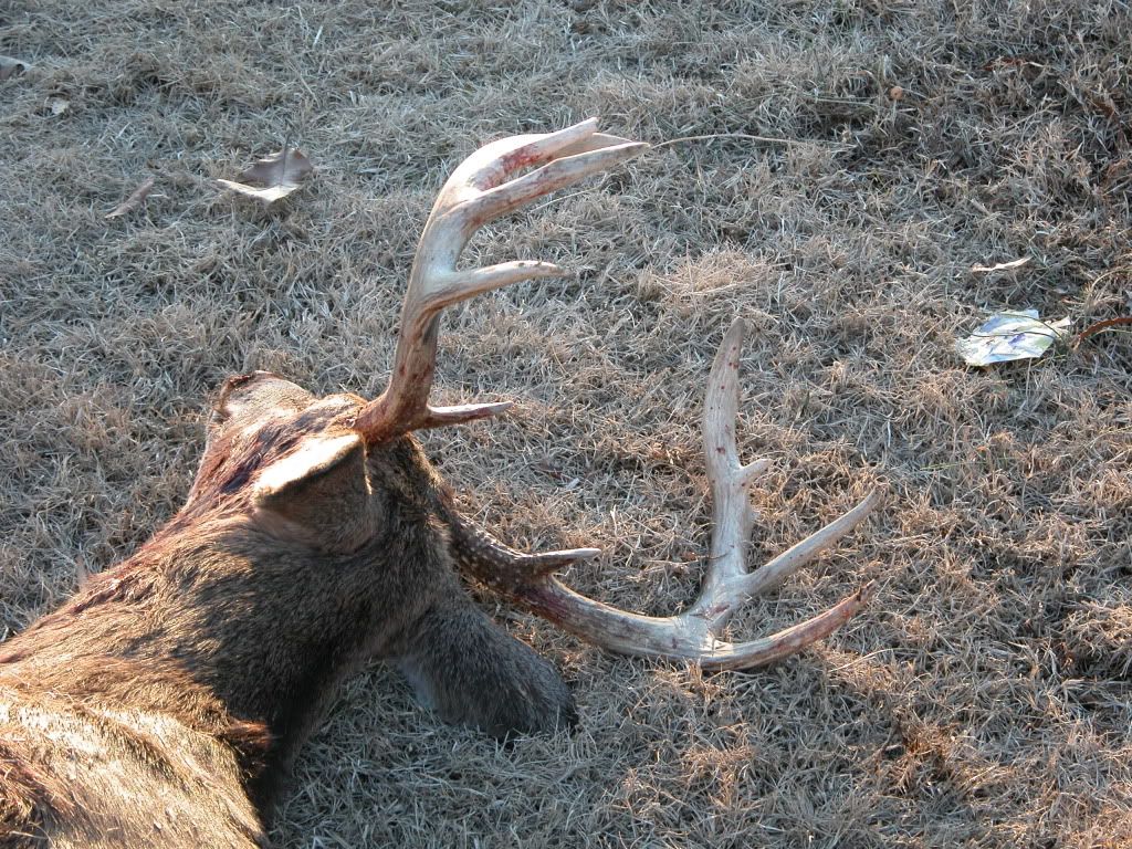Viewing a thread Prentice cooper bow hunt
