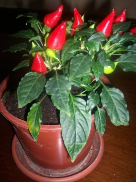 peperoncini.jpg