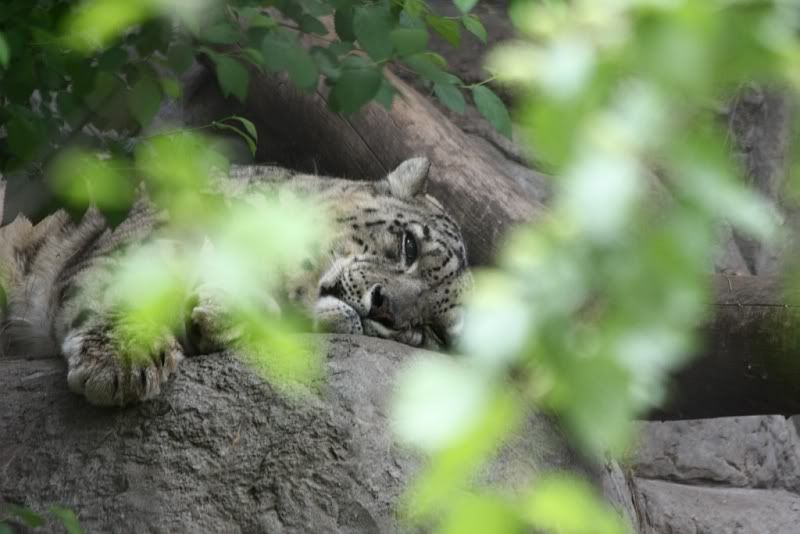 IMAGE: http://i166.photobucket.com/albums/u108/backlash628/Snowlep.jpg