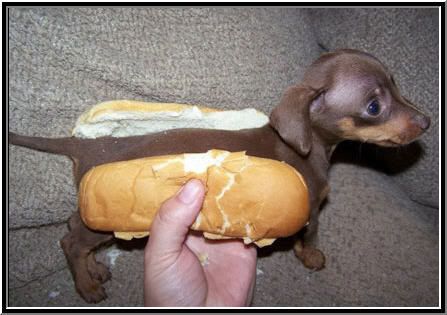 http://i166.photobucket.com/albums/u109/beer_logic/hot_dog1.jpg