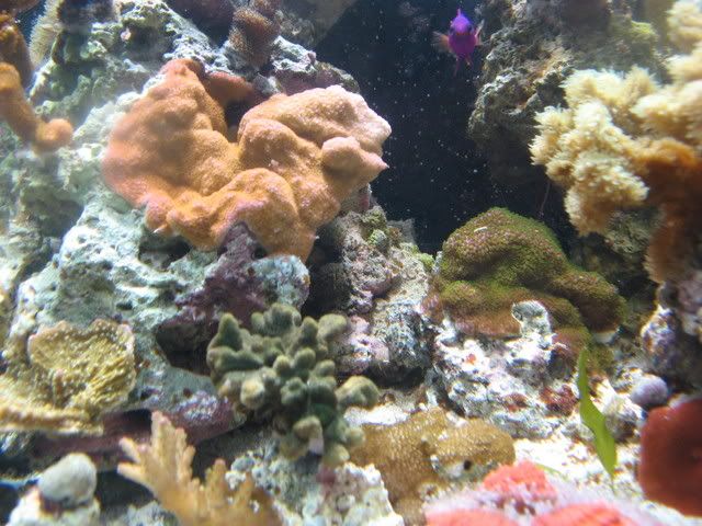 aquarium08005.jpg