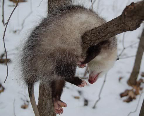 deadpossum.jpg