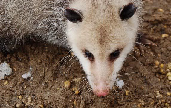 possum081.jpg