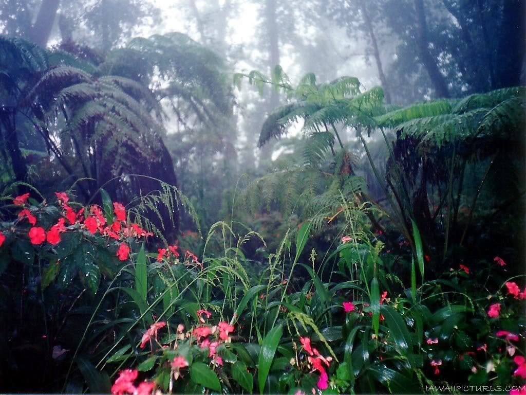rain_forest11024x768.jpg