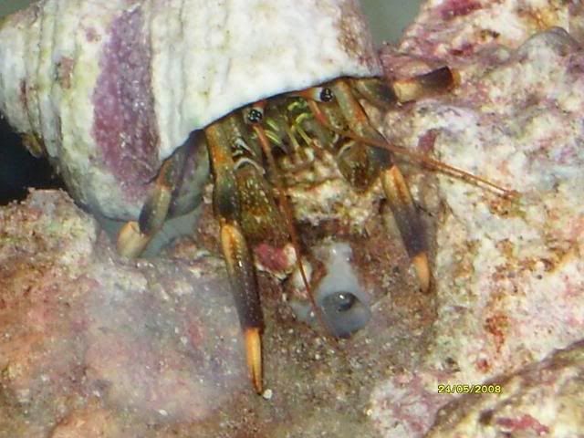 crab1-1.jpg