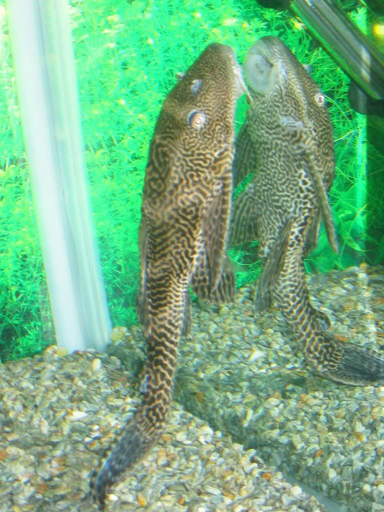 pleco2.jpg