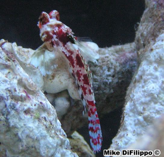 PICT0033.jpg