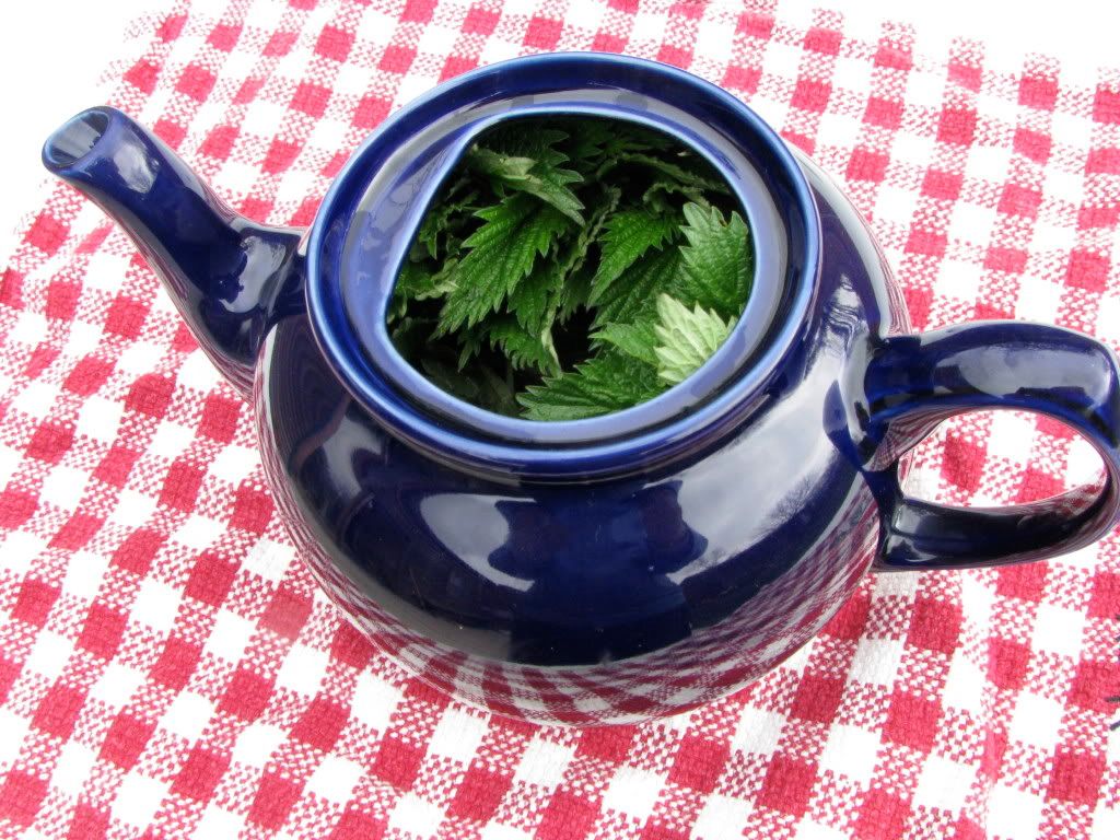 Nettle Tea Blue Pot Pictures, Images and Photos