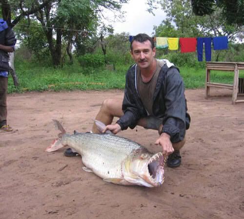 tiger fish congo. tiger fish congo.