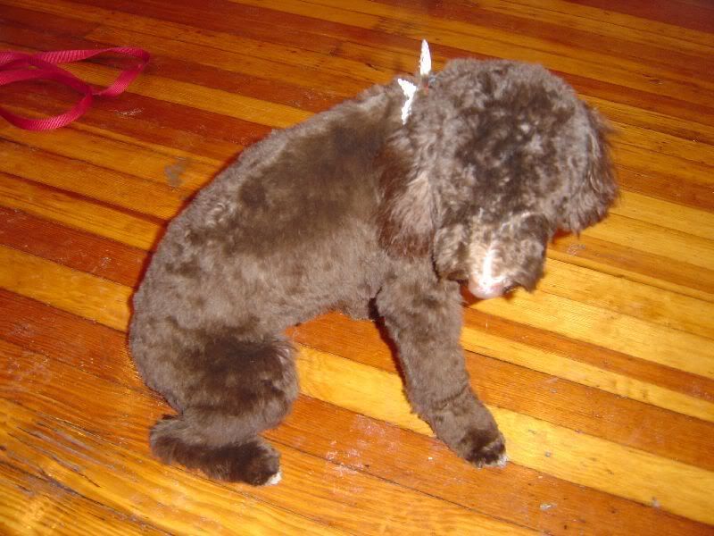 Any Groomer Have Pictures Of A Groomed Chocolate Cockapoo Bathe