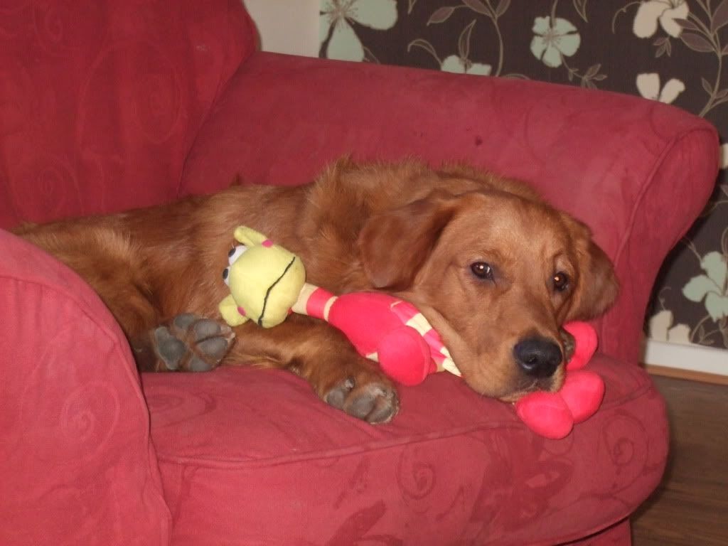 Dog Pee Ruining Grass! The Late Bay