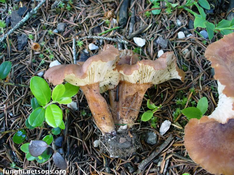 clitocybe0139.jpg