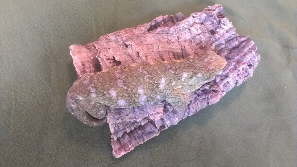 AmiPhilipefemale168g1.jpg