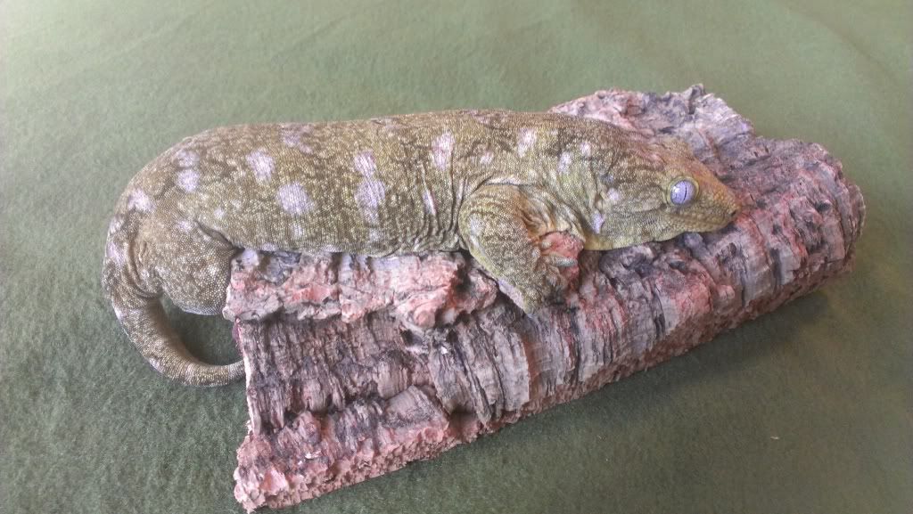 AmiPhilipefemale168g2.jpg