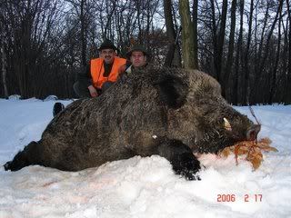 Russian Razorback Boar