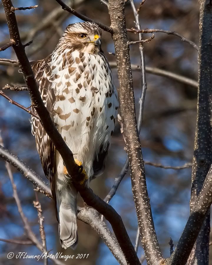pennsylvania hawk id needed wildlifesouth forums pennsylvania hawk id needed wildlifesouth forums