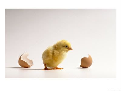 baby chick Pictures, Images and Photos