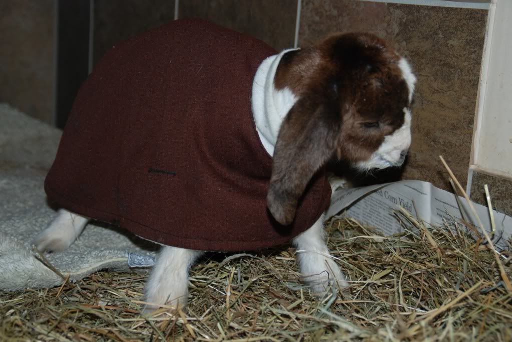 Please HELP!  2 Dead babies...one survived..problems - Goats