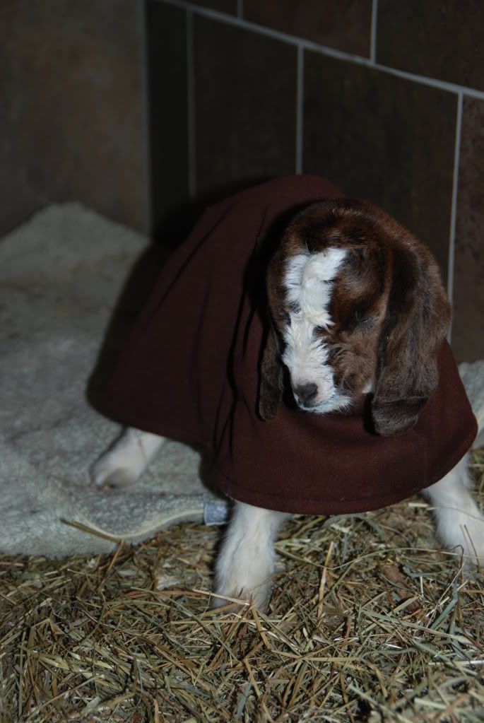 Please HELP!  2 Dead babies...one survived..problems - Goats