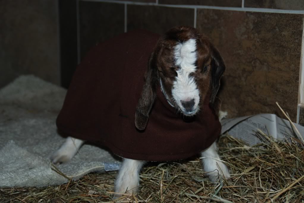 Please HELP!  2 Dead babies...one survived..problems - Goats