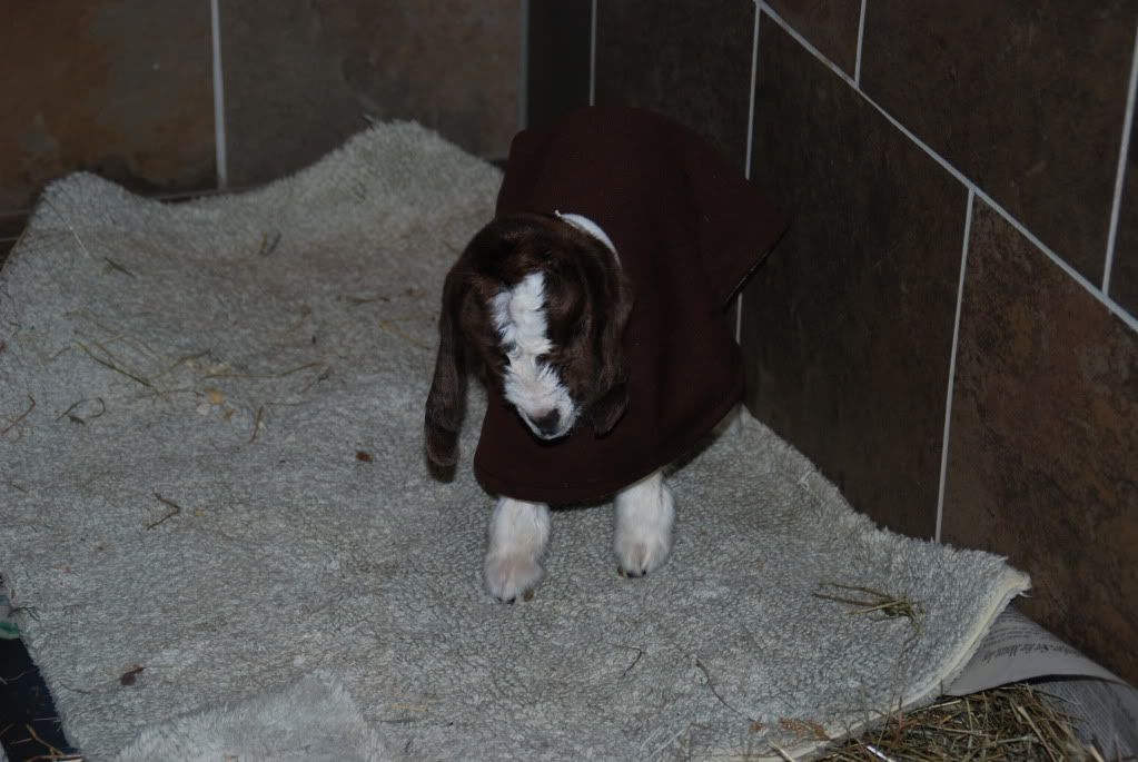 Please HELP!  2 Dead babies...one survived..problems - Goats