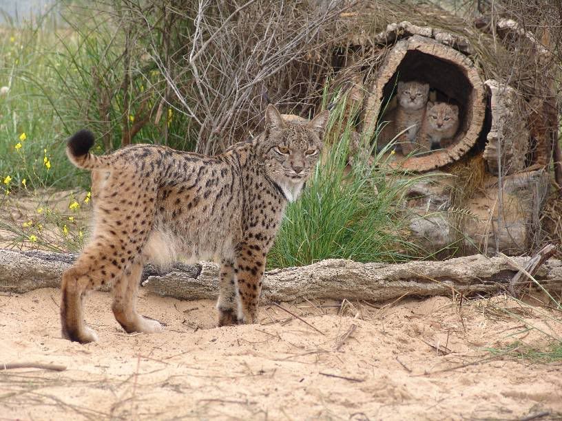 bobcats.jpg Bob cats image by BonnieNaaz