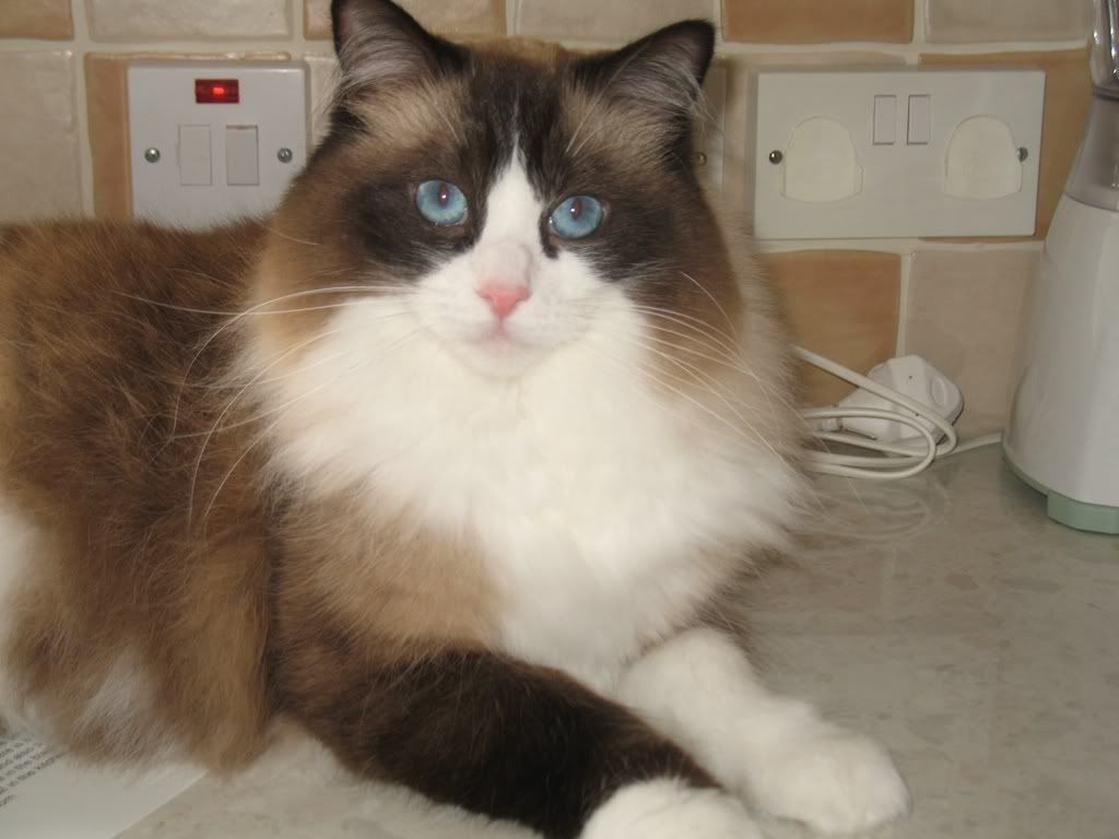 Millie the Ragdoll cat Pictures, Images and Photos