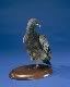 http://i166.photobucket.com/albums/u81/AZWhitefeather/Fancy%20Feathers/CherAMi.jpg