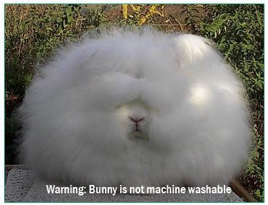 funny-bunny.jpg