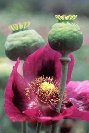 opium plant Pictures, Images and Photos