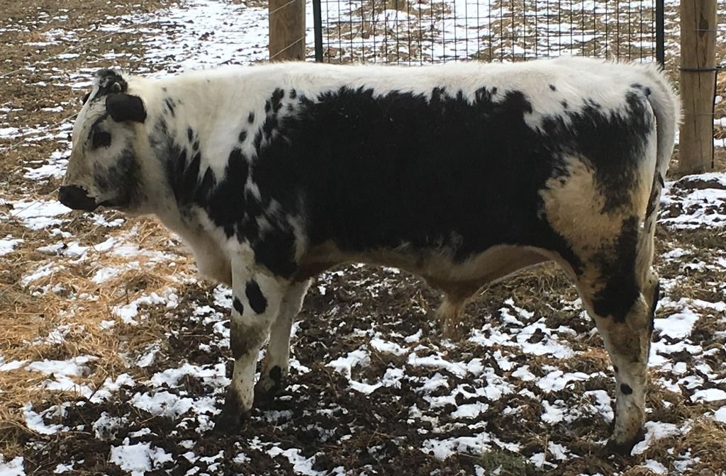 how to make a homemade head gate? Keeping A Family Cow