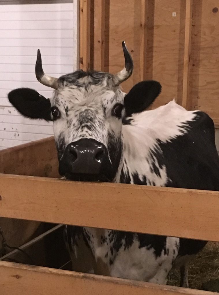 how to make a homemade head gate? Keeping A Family Cow