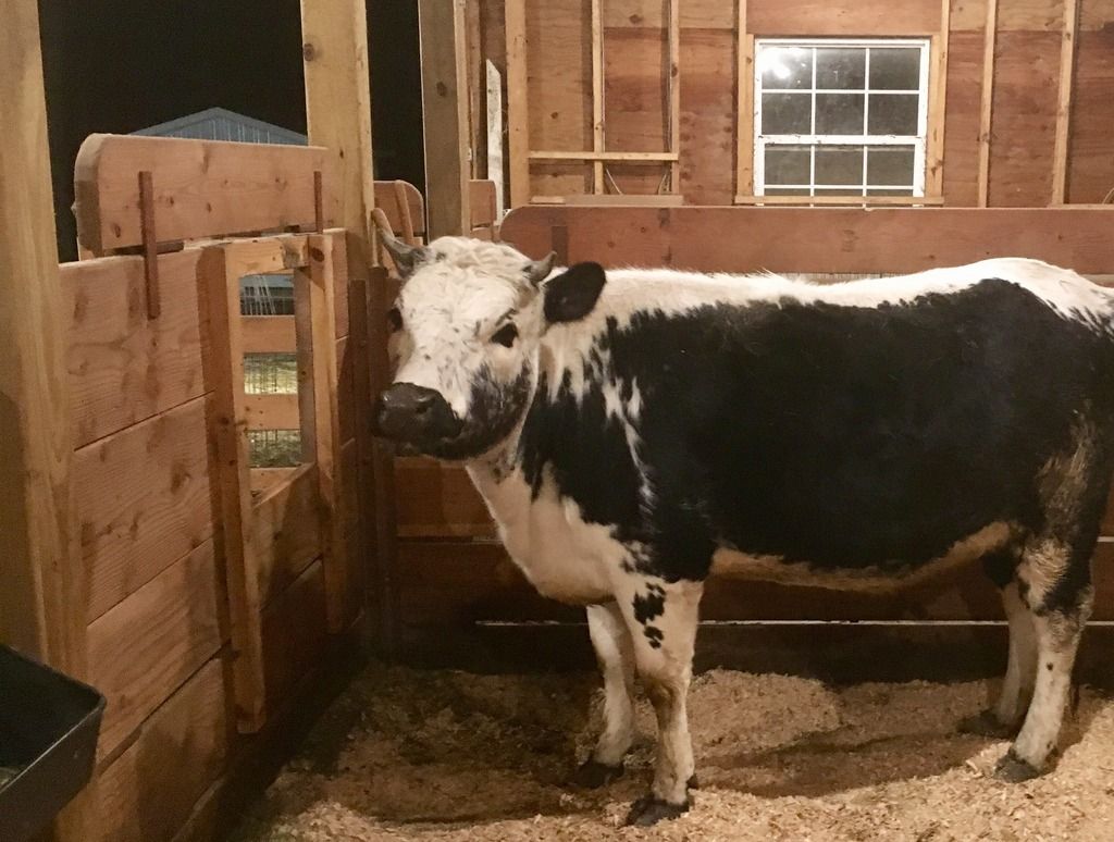 how to make a homemade head gate? Keeping A Family Cow