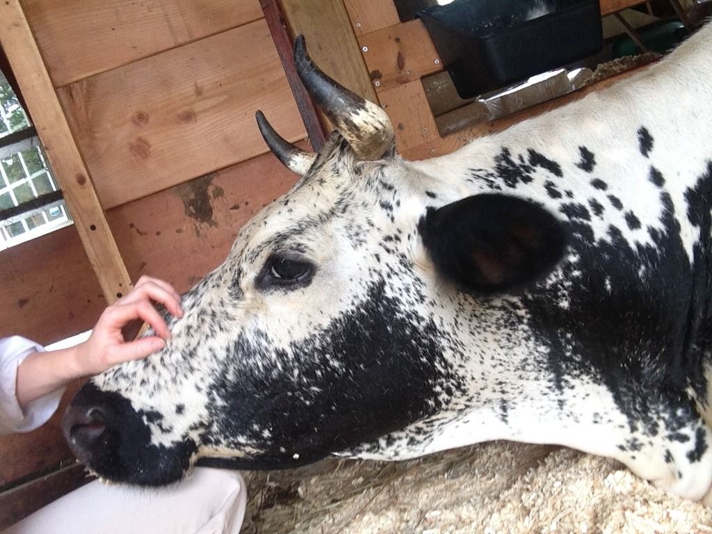 how to make a homemade head gate? Keeping A Family Cow