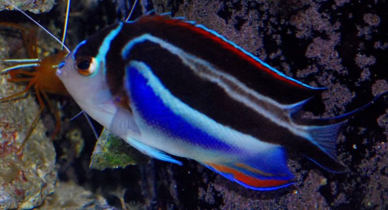 Genicanthus Bellus Angel Michigan Reefers