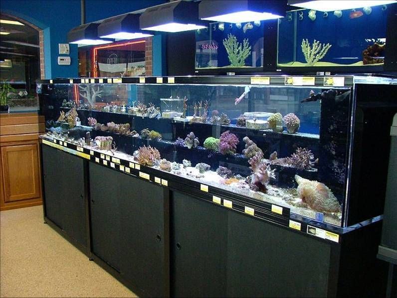 Picture3 zps967d08bd - 350 gallon Acrylic Tank