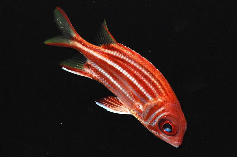 SoldierFish0001.jpg