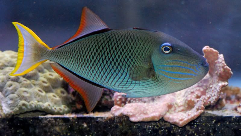 Image result for Crosshatch　fish